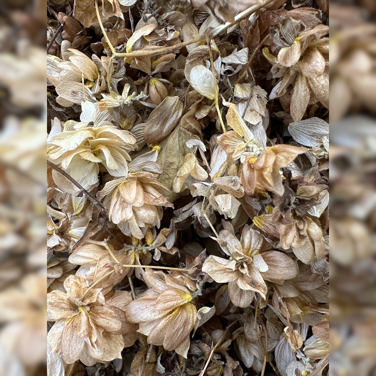 Hopfenblüten - Bio Räucherwerk 1,5g