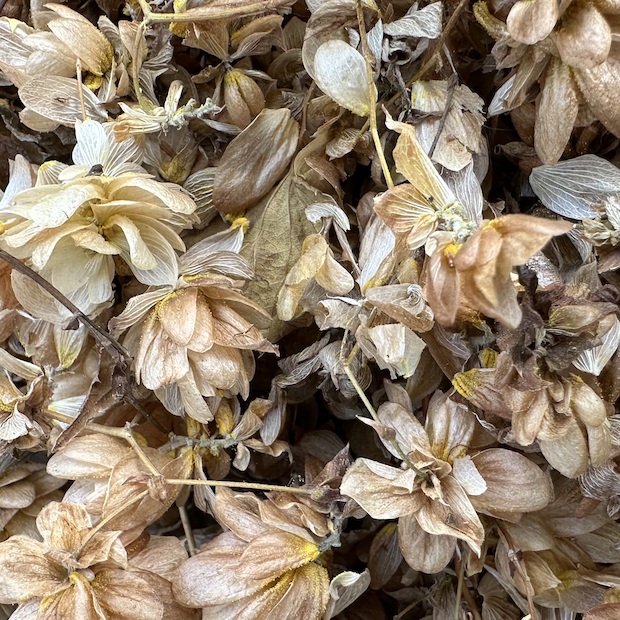 Hopfenblüten - Bio Räucherwerk 1,5g