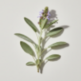 Salbei