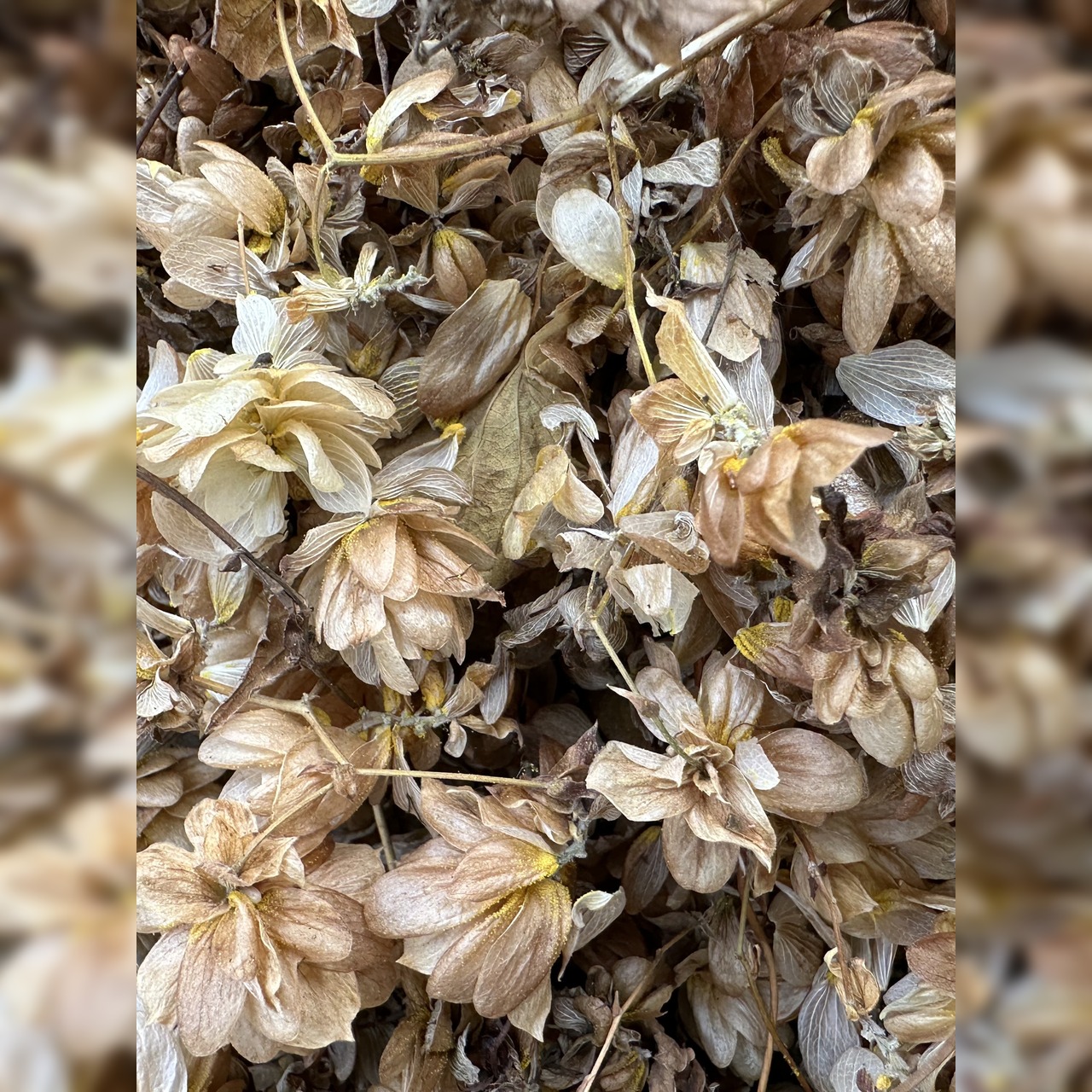 Hopfenblüten - Bio Räucherwerk 1,5g