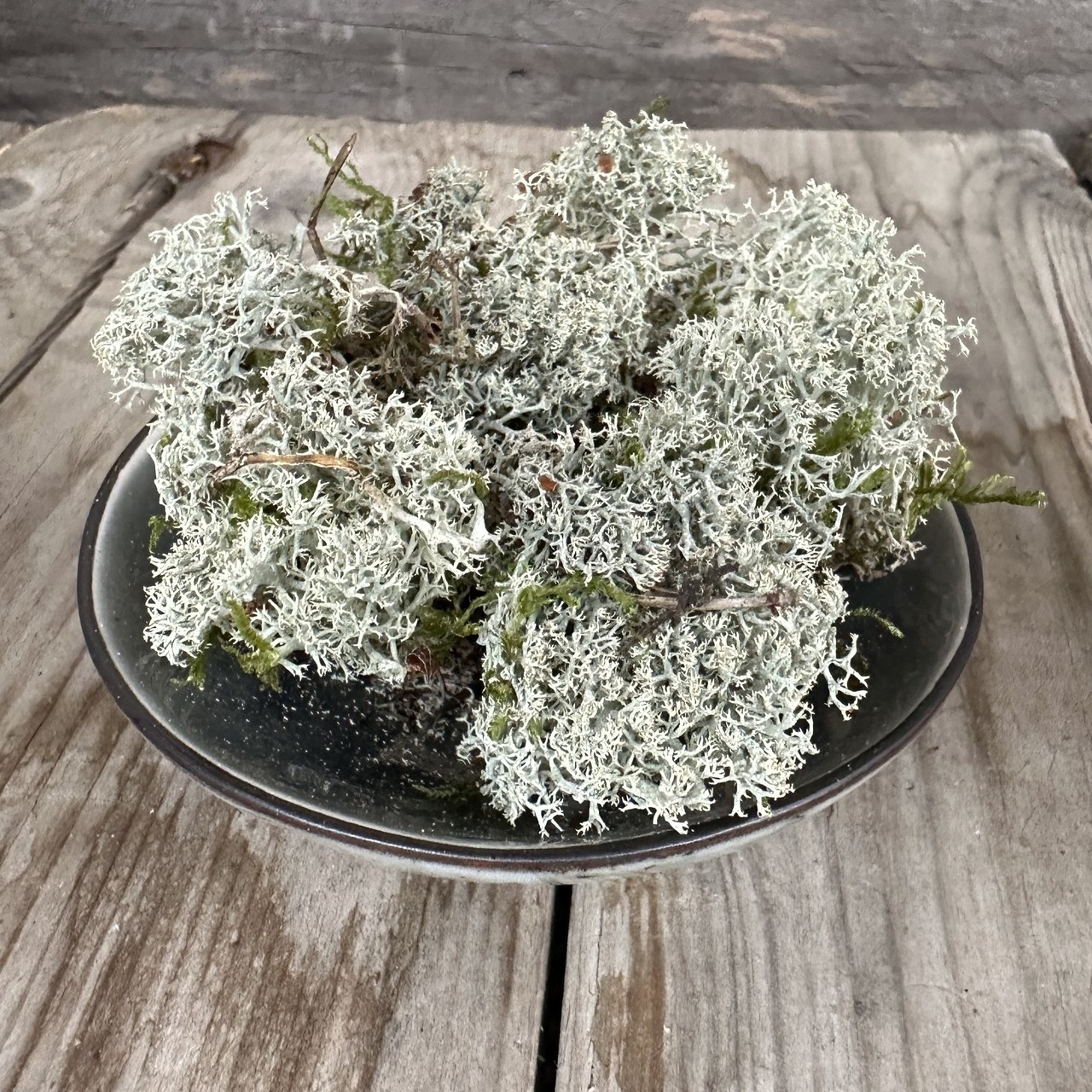 Räucherflechte Flechte