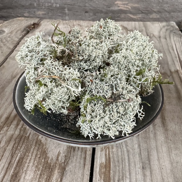 Räucherflechte Flechte