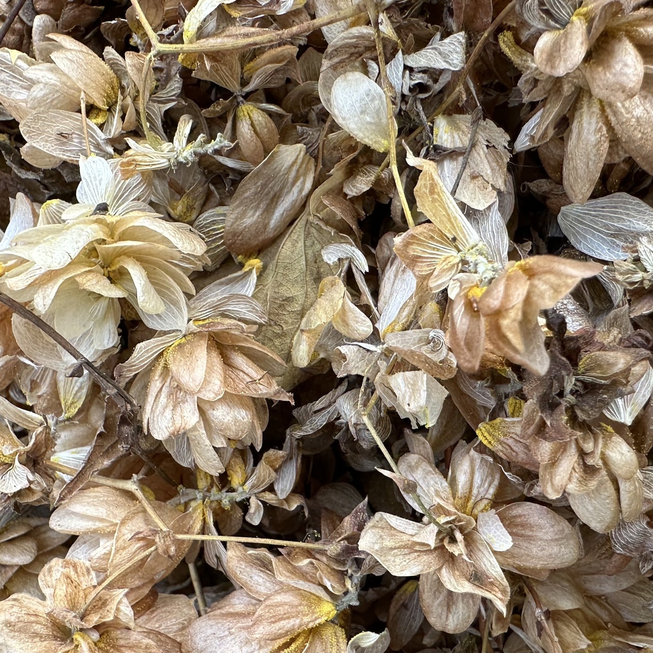 Räucherkraut Hopfenblüten