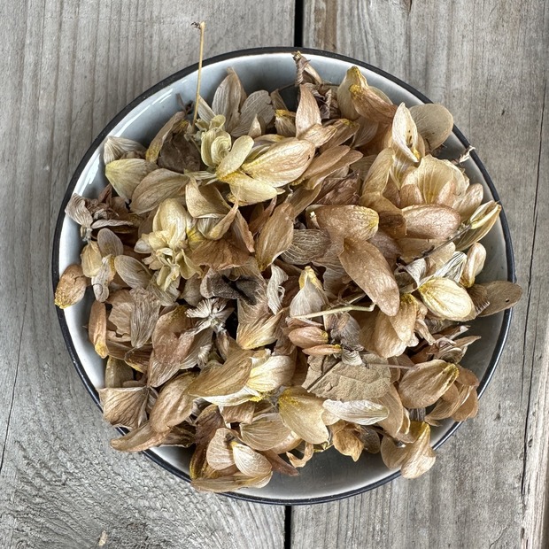 Räucherkraut Hopfenblüten