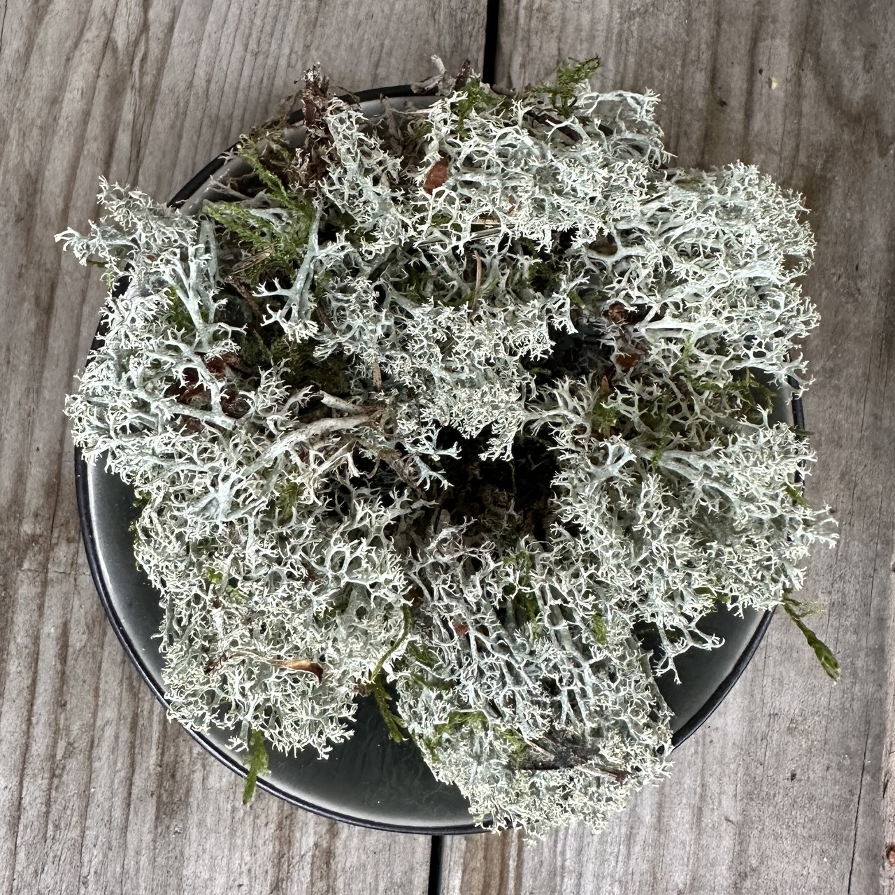 Räucherflechte Flechte