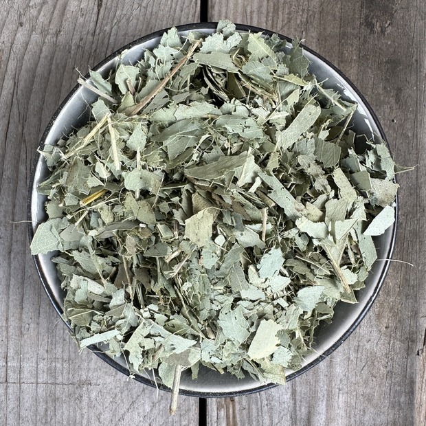 Räucherkraut Eukalyptus