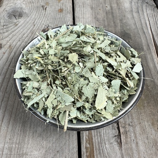 Räucherkraut Eukalyptus